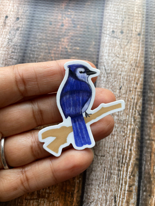 Blue Jay vinyl sticker